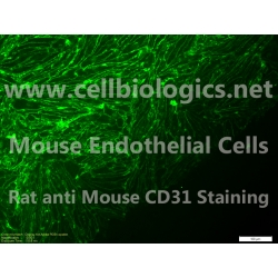 C57BL/6 Mouse Embryonic Cardiac Endothelial Cells